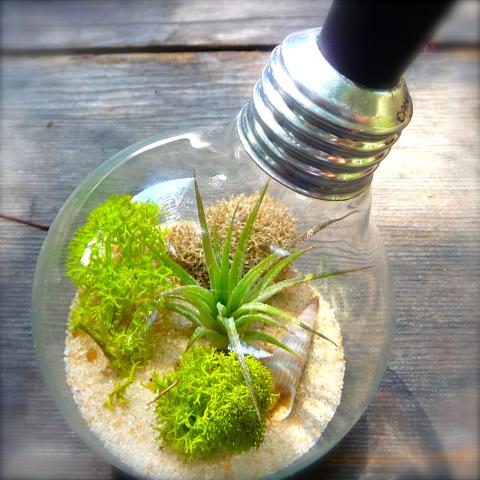 Image of terrarium made from light bulb