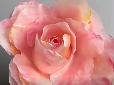 Image of paper rose