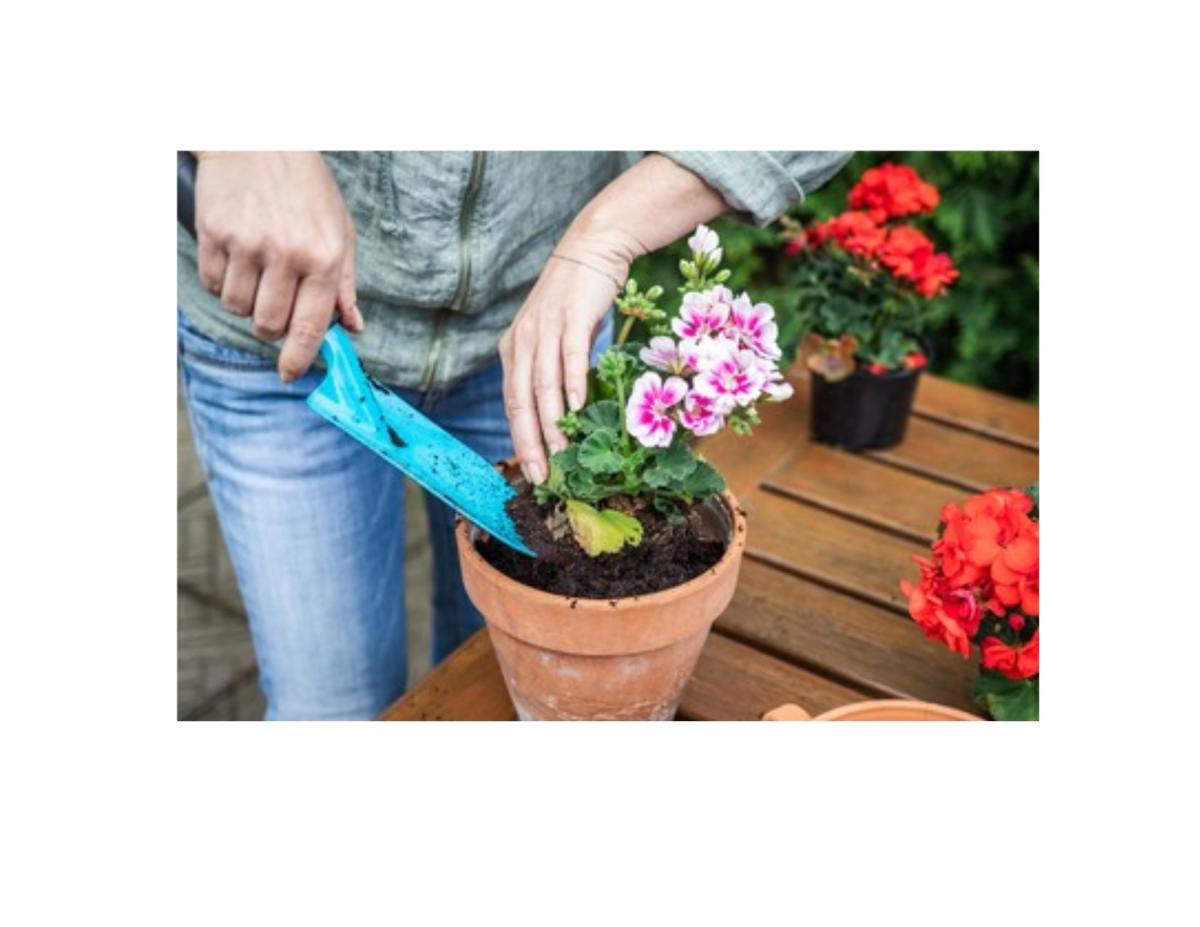 Image of someone planting a flower