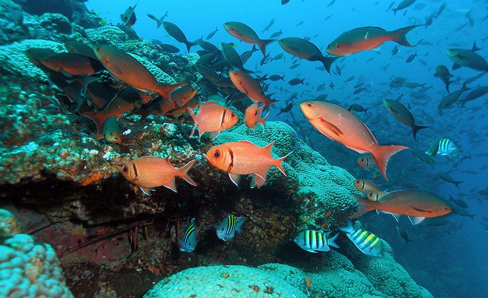 Image of marine sanctuary