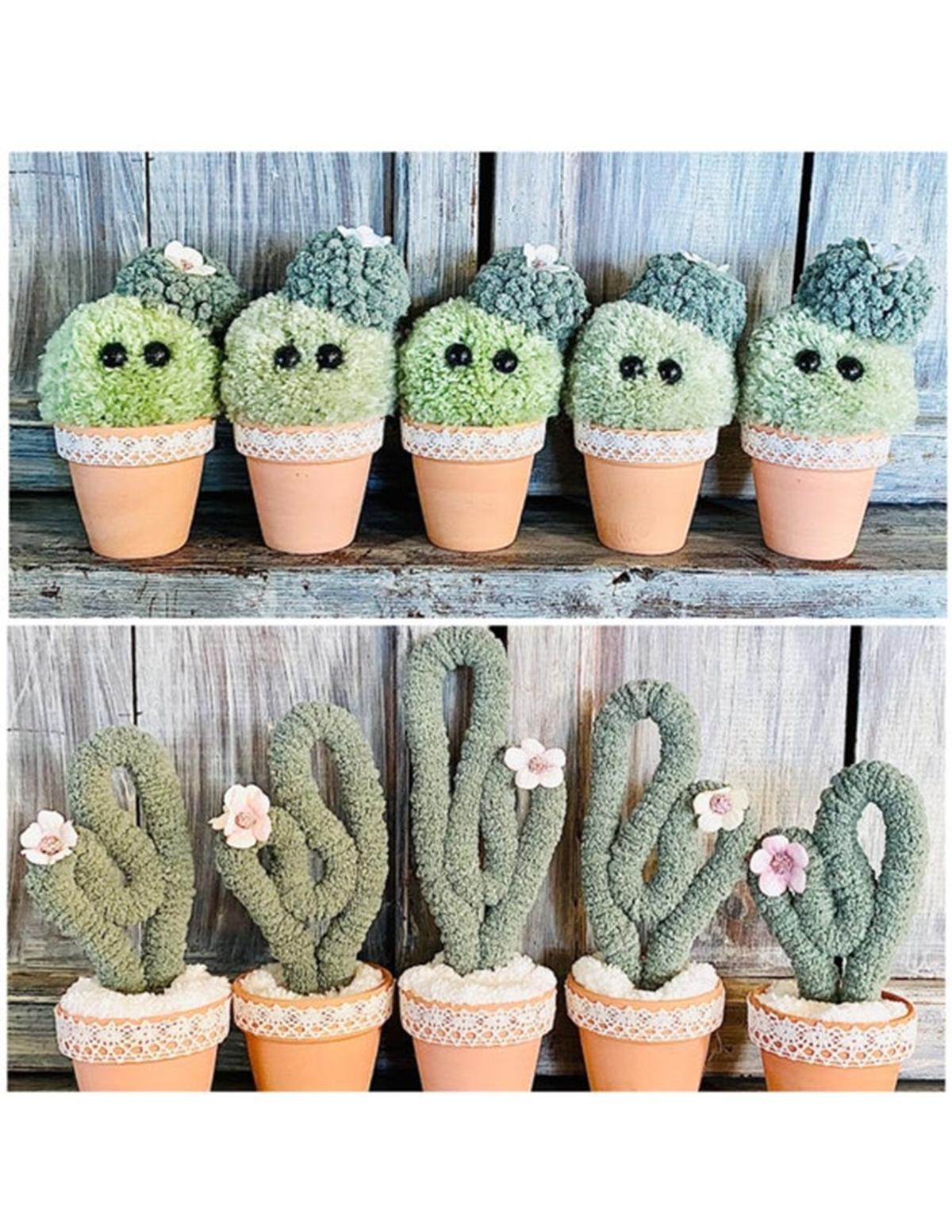 Image of pom pom cactus