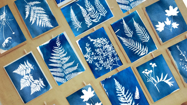 Image of cyanotypes